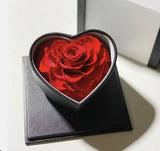 Red Rose, Preserved Red Rose Gift Box On A White Background